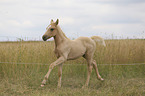 rennendes Warmblut