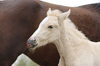 Warmblutfohlen Portrait