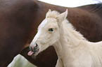Warmblutfohlen Portrait