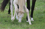 Warmblutfohlen mit Mutter