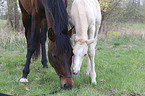Warmblutfohlen mit Mutter