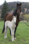 Warmblutfohlen mit Mutter
