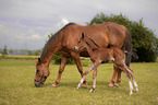 Warmblutfohlen mit Mutter