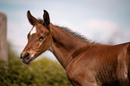 Warmblutfohlen Portrait