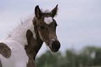 Warmblutfohlen Portrait