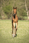 laufendes Warmblutfohlen