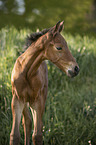 Warmblutfohlen