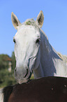 Warmblut Portrait