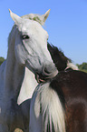 Warmblut Portrait