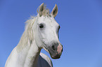 Warmblut Portrait