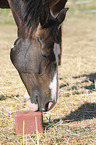 Warmblut Portrait