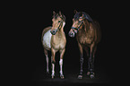 Warmblut mit Pony
