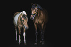 Warmblut mit Pony