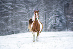 Warmblut im Schnee