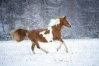 Warmblut im Schnee