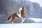 Warmblut im Schnee