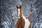 Warmblut im Schnee