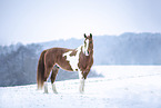 Warmblut im Schnee