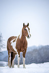 Warmblut im Schnee