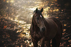 Warmblut Portrait