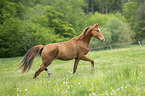 trabendes Warmblut