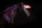 Warmblut mit Holi Farbe