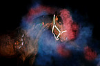 Warmblut mit Holi Farbe