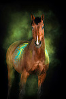 Warmblut mit Holi Farbe