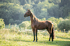Warmblut