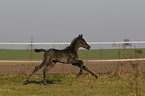 Warmblut Fohlen