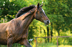 Warmblut Portrait