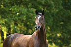Warmblut Portrait