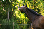 Warmblut Portrait