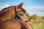 Warmblut Portrait