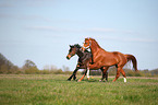 2 Warmblter