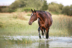 laufendes Warmblut