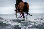 Warmblut im Wasser