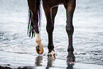 Warmblut im Wasser