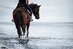 Warmblut im Wasser