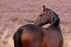 Warmblut Stute in der Heide