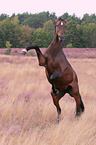 Warmblut Stute in der Heide