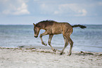 Fohlen am Strand