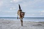 Fohlen am Strand