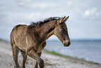 Fohlen am Strand