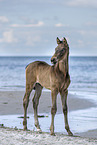 Fohlen am Strand