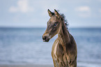 Fohlen am Strand