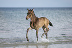 Fohlen am Strand