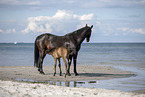2 Pferde am Strand