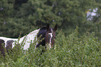 Warmblut Portrait