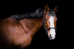 Warmblut im Studio